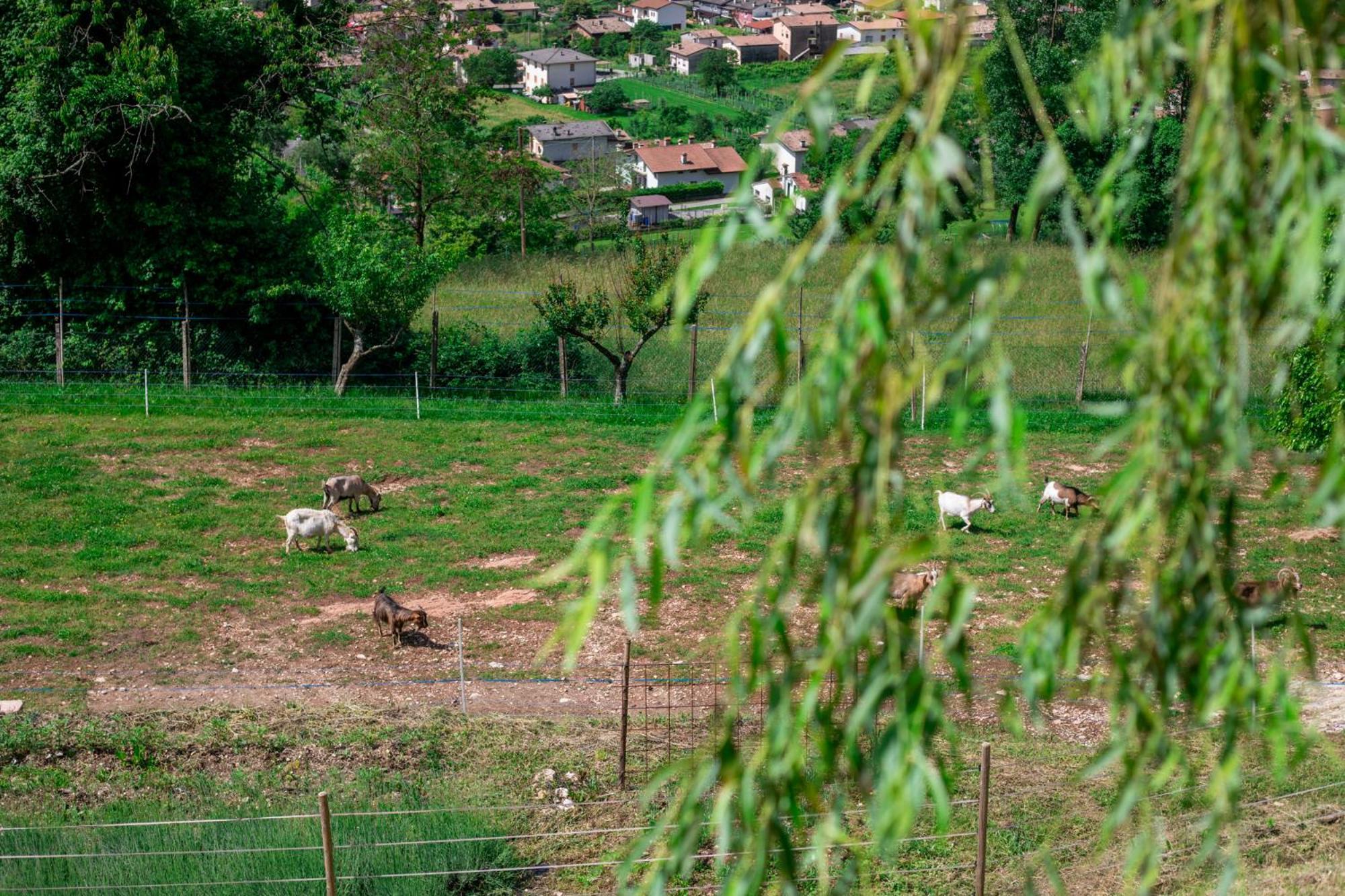 Agriturismo Riva Dei Coz Sequsino Exterior photo